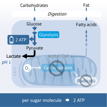 aerobicglycolysis