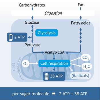 cell-respiration