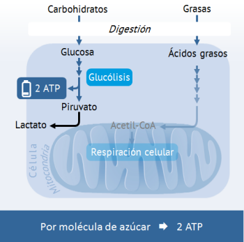 glucolisis-anaerobica